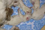 a_Windy_Fraser_puppies_19days_old_p