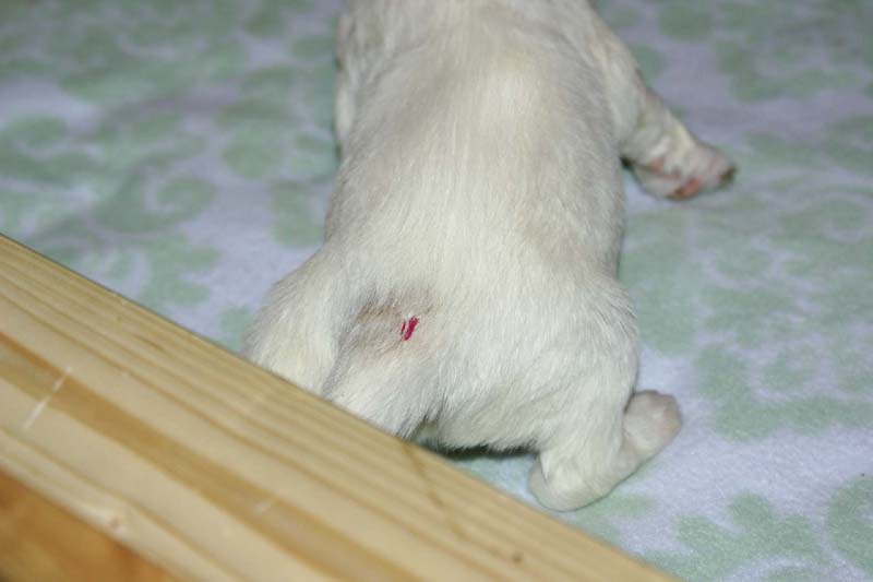 Girl_Pink_Tail_3weeks_a