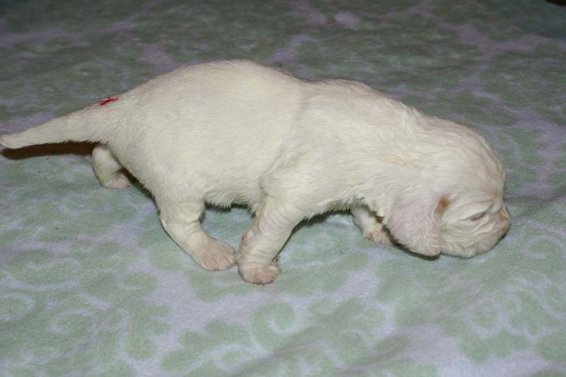 Girl_Pink_Tail_3weeks_i