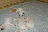 a_Windy_Fraser_puppies_3weeks_old_e