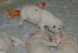 a_Windy_Fraser_puppies_3weeks_old_i
